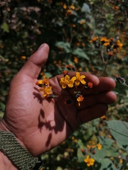 Simsia lagasceiformis