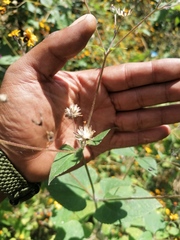 Simsia lagasceiformis