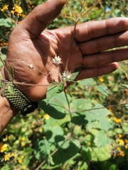 Simsia lagasceiformis