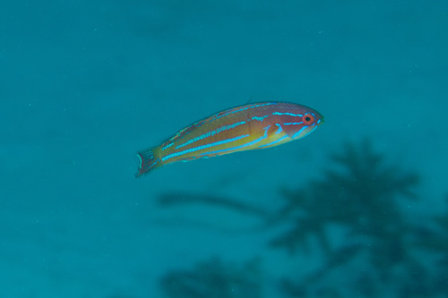 Diamond-tail flasher (Paracheilinus attenuatus) — Labridae