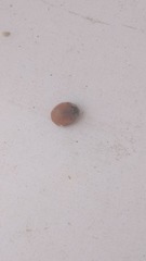 Harmonia axyridis
