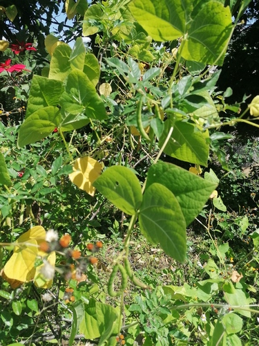 Phaseolus vulgaris