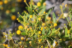 Acacia bivenosa