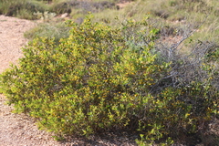 Acacia bivenosa