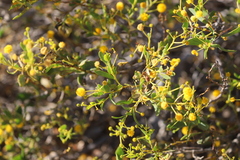 Acacia bivenosa