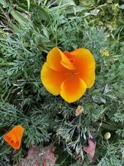Eschscholzia californica