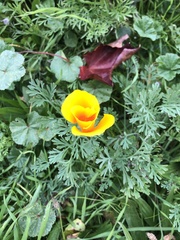 Eschscholzia californica