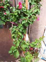 Magnoliopsida