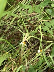 Bombus impatiens image