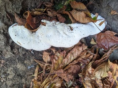 Rigidoporus ulmarius