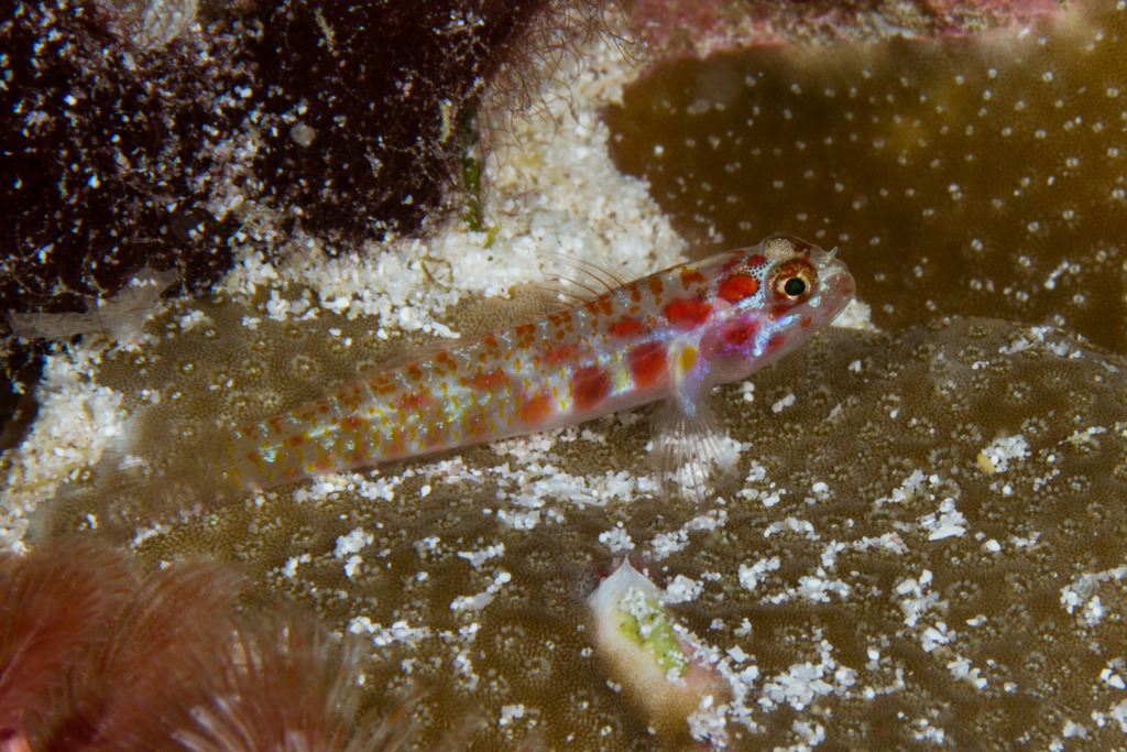 Spotted dwarfgoby (Eviota guttata) — Gobiidae