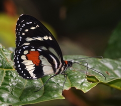 Elzunia humboldt