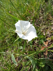 Convolvulus hermanniae