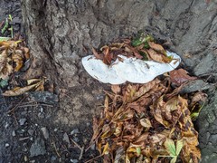 Rigidoporus ulmarius