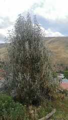 Tracheophyta
