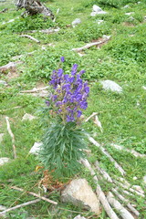 Aconitum burnatii