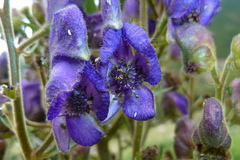 Aconitum burnatii