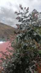 Magnoliopsida