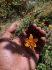 Wedelia acapulcensis