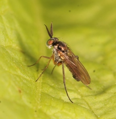 Rhaphium