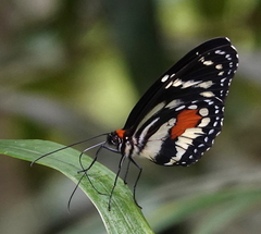 Elzunia humboldt