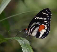 Elzunia humboldt