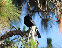 Quiscalus mexicanus