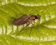 Rhaphium