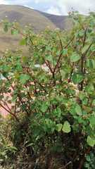 Magnoliopsida
