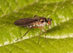 Rhaphium