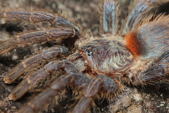 Dolichothele diamantinensis