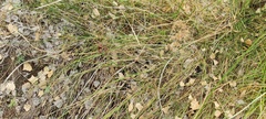 Juncus rugulosus