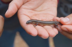 Scincella cherriei stuarti