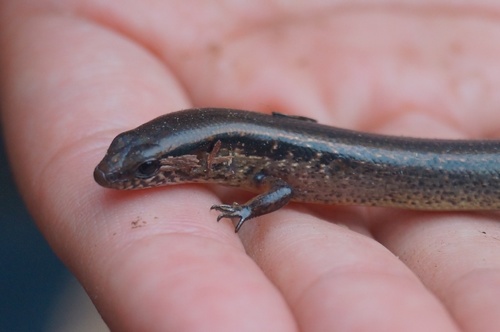 Brown Forest Skink