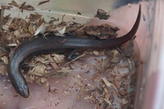 Scincella cherriei stuarti