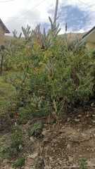 Magnoliopsida