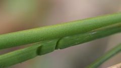 Juncus rugulosus
