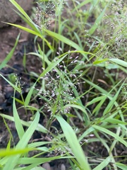 Eragrostis