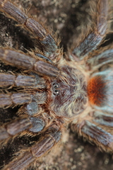 Dolichothele diamantinensis