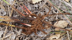 Juncus rugulosus