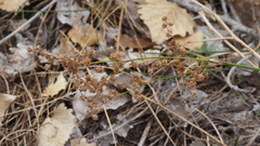 Juncus rugulosus