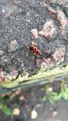 Pyrrhocoris apterus