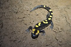 Salamandra algira atlantica