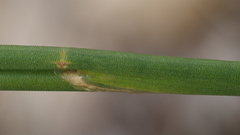 Juncus rugulosus