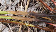 Juncus rugulosus