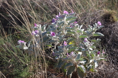Solanum lasiophyllum