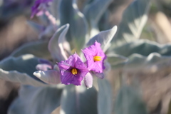 Solanum lasiophyllum