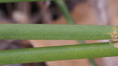 Juncus rugulosus