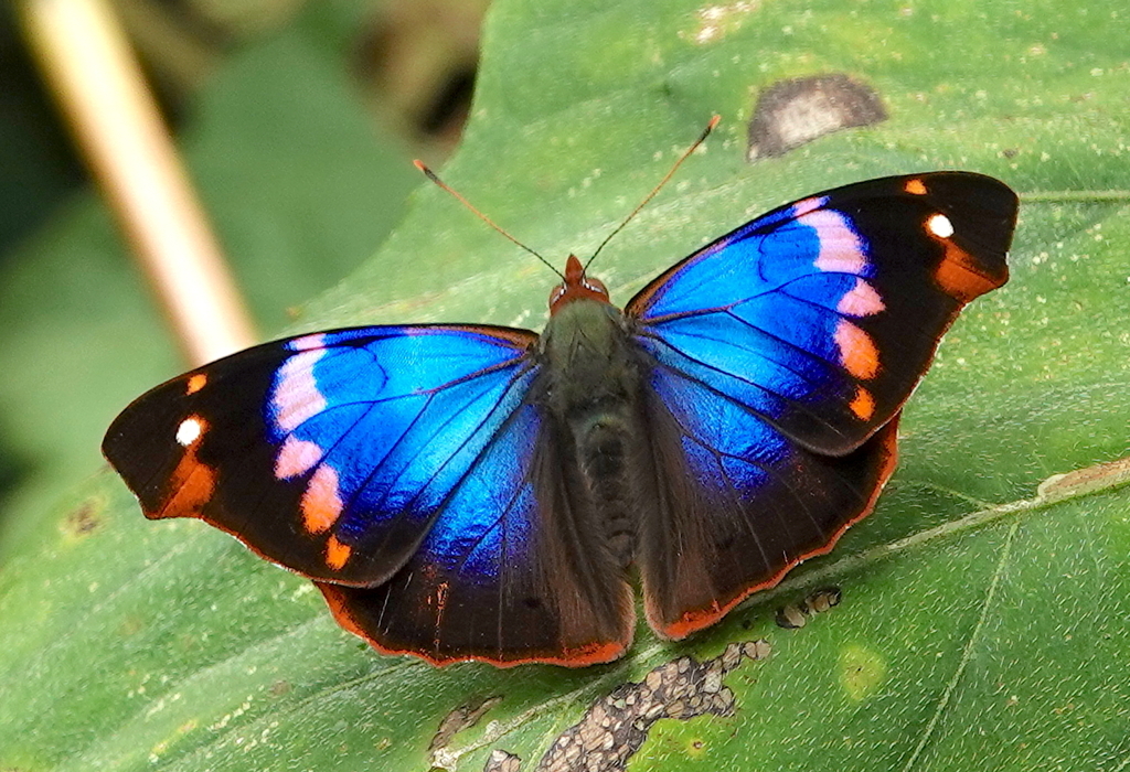 Epiphile epimenes