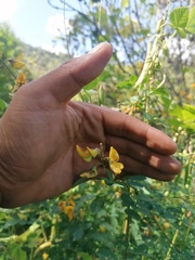 Crotalaria longirostrata